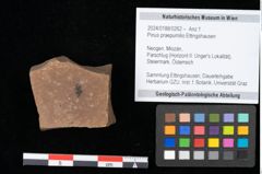 Foto (Objekt + Etikett) von Pinus praepumilio Ettingshausen (NHMW-GEO-2024-0188-0262)